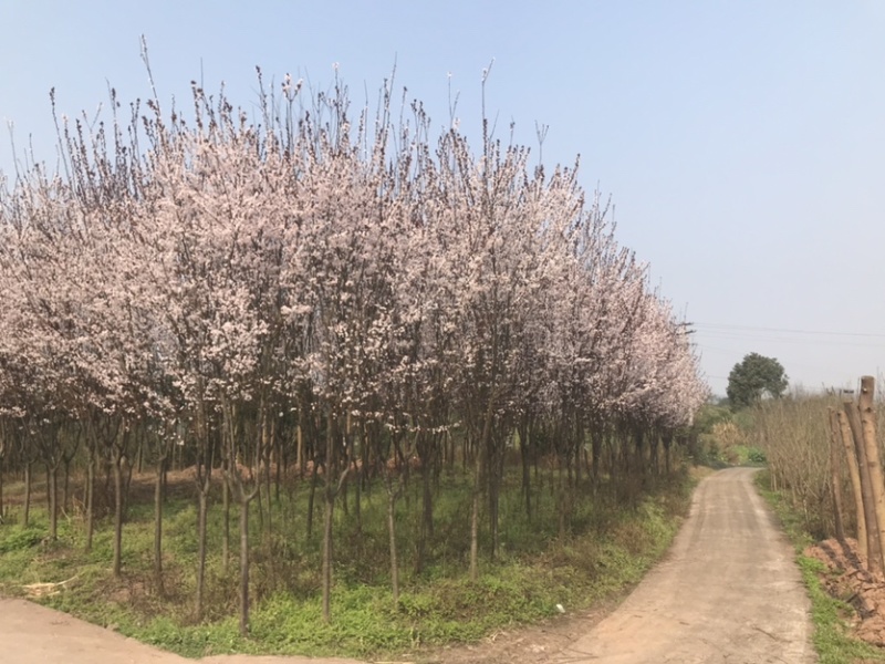 红叶李5到10公分移栽熟货，基地直销，价格合理。