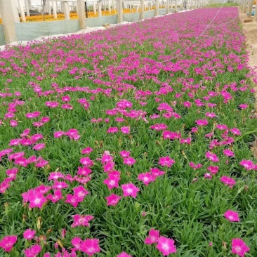 欧石竹，可做花海，道路绿化，小区绿化等等。。