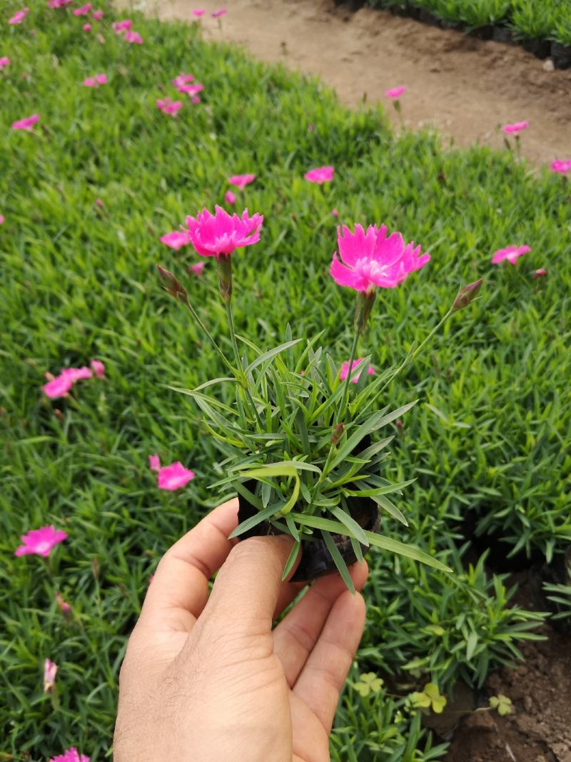 欧石竹，可做花海，道路绿化，小区绿化等等。。