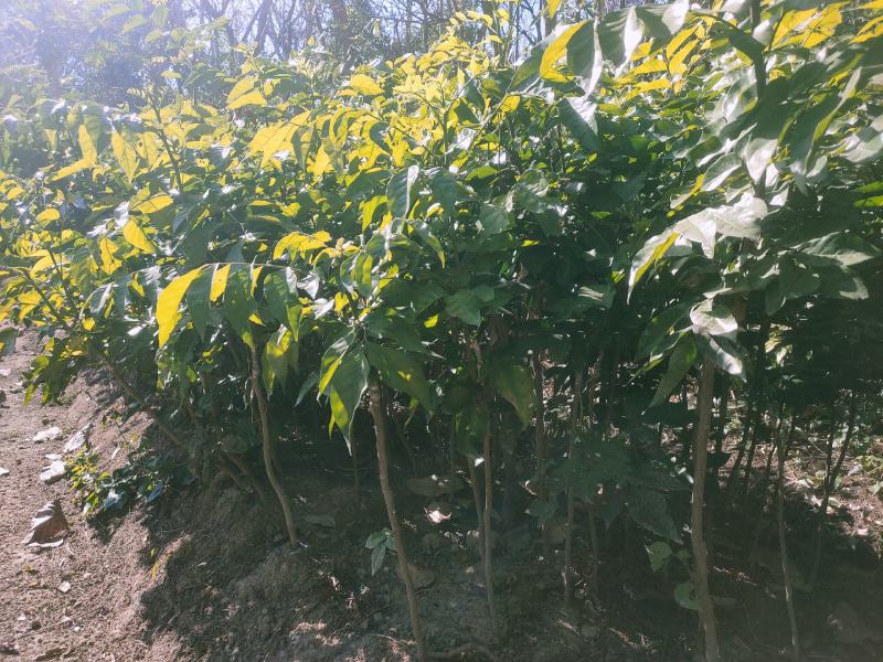 …自家种植黄皮嫁接果苗，小袋，中袋，裸根，实生苗