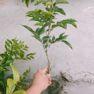…自家种植黄皮嫁接果苗,小袋,中袋,裸根,实生苗