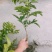 …自家种植黄皮嫁接果苗,小袋,中袋,裸根,实生苗