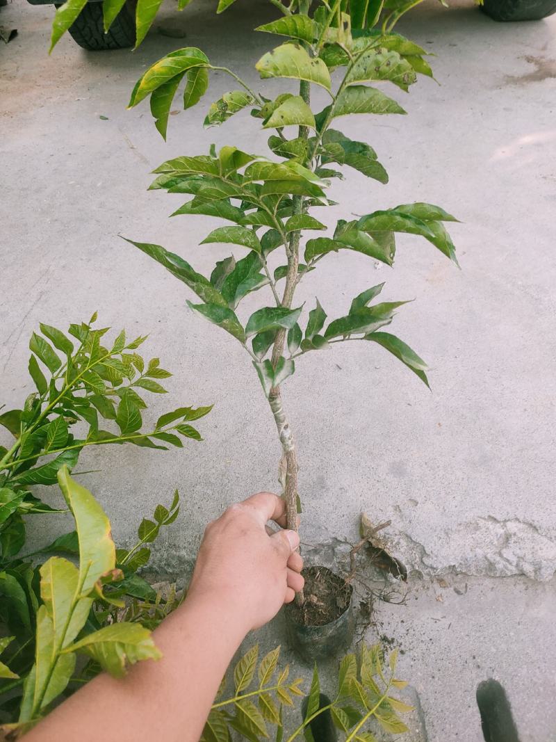 …自家种植黄皮嫁接果苗，小袋，中袋，裸根，实生苗
