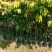 …自家种植黄皮嫁接果苗,小袋,中袋,裸根,实生苗