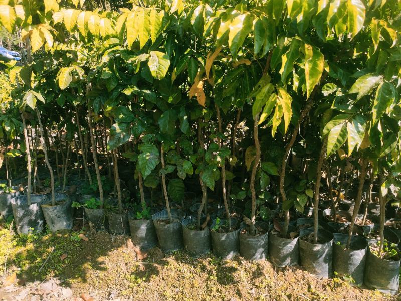 …自家种植黄皮嫁接果苗，小袋，中袋，裸根，实生苗