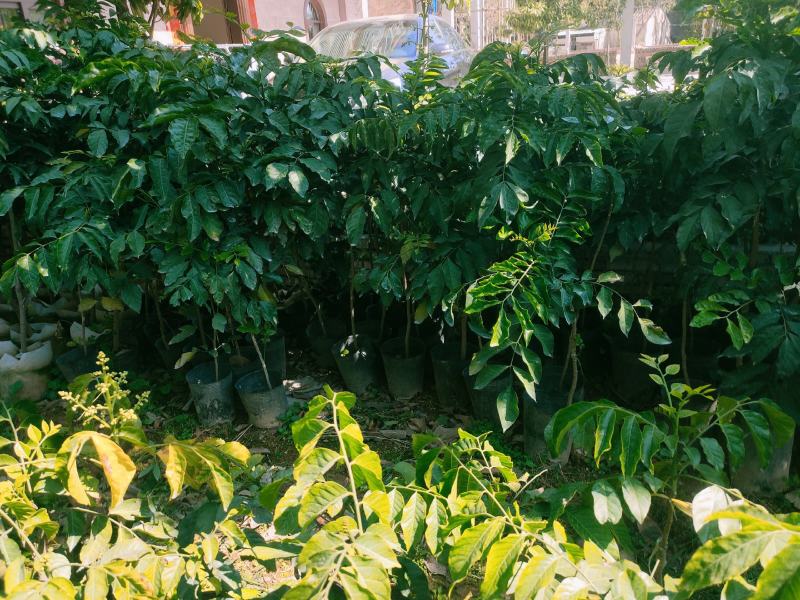 …自家种植黄皮嫁接果苗，小袋，中袋，裸根，实生苗