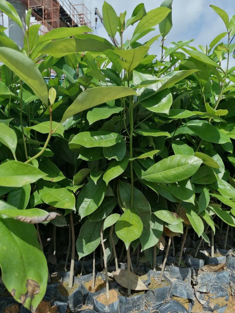 火历楠，，绿化苗木规格齐全诚信经营量大从优