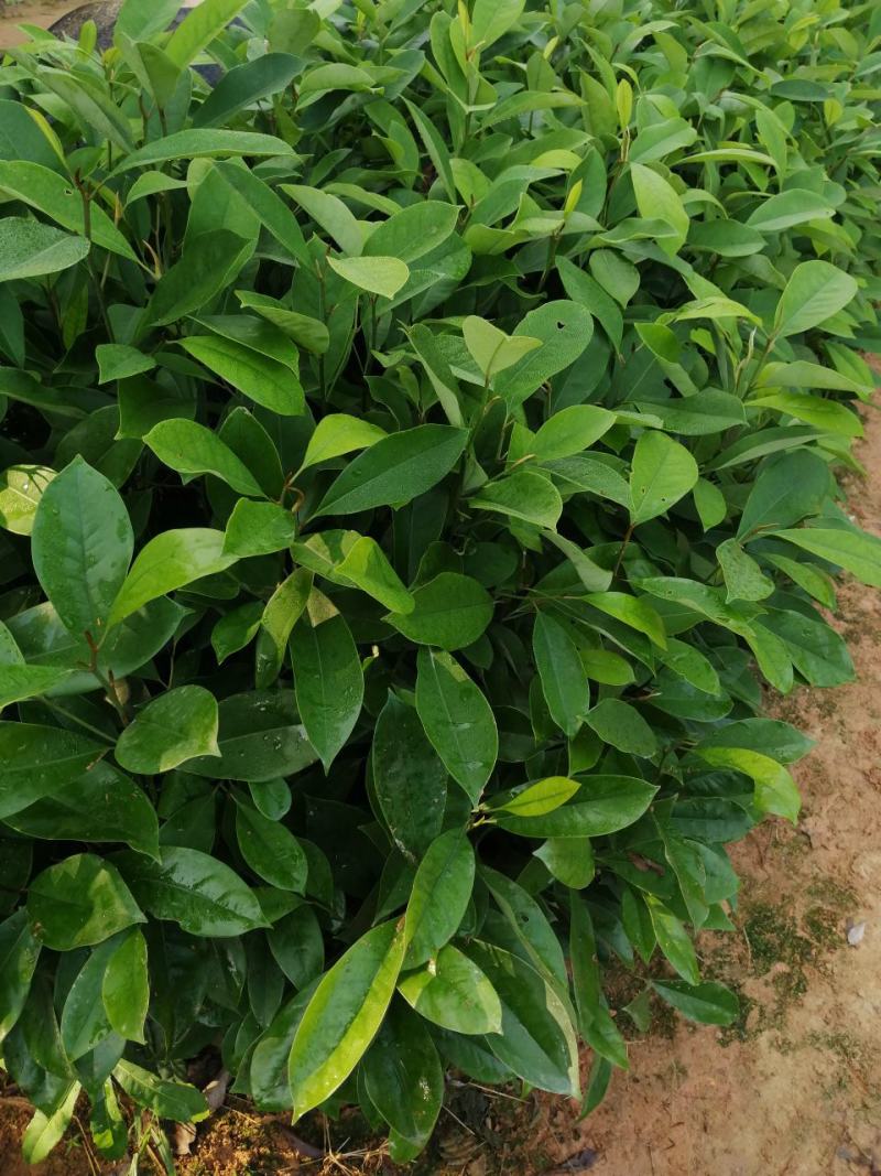 火历楠，，绿化苗木规格齐全诚信经营量大从优