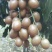 …自家种植黄皮嫁接果苗,小袋,中袋,裸根,实生苗