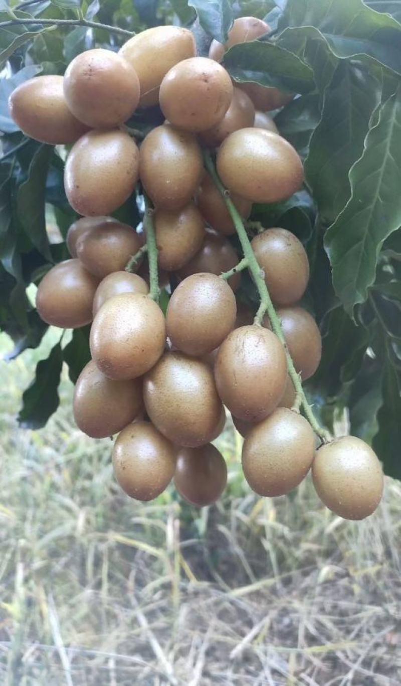 …自家种植黄皮嫁接果苗，小袋，中袋，裸根，实生苗