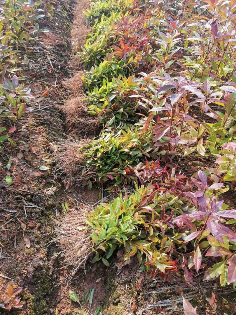 供应一年生木荷小苗，木荷1-4公分木荷大量出售