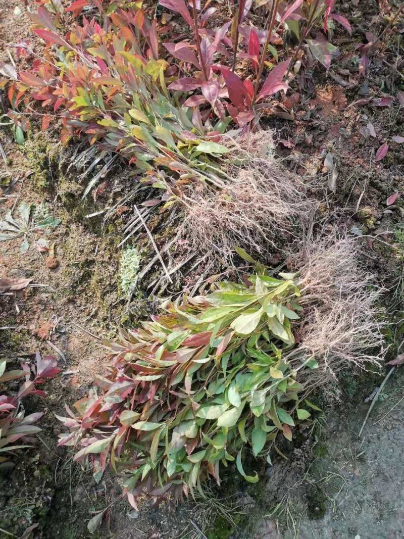 供应一年生木荷小苗，木荷1-4公分木荷大量出售