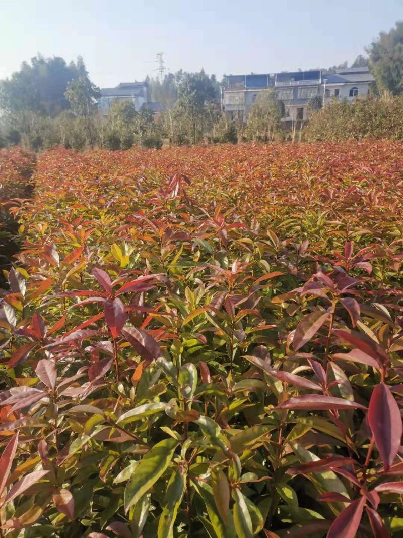 供应一年生木荷小苗，木荷1-4公分木荷大量出售