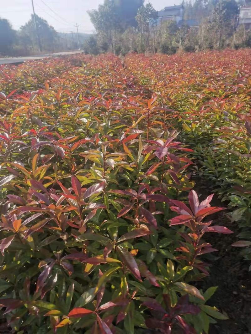 供应一年生木荷小苗，木荷1-4公分木荷大量出售