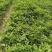 …自家种植黄皮嫁接果苗,小袋,中袋,裸根,实生苗