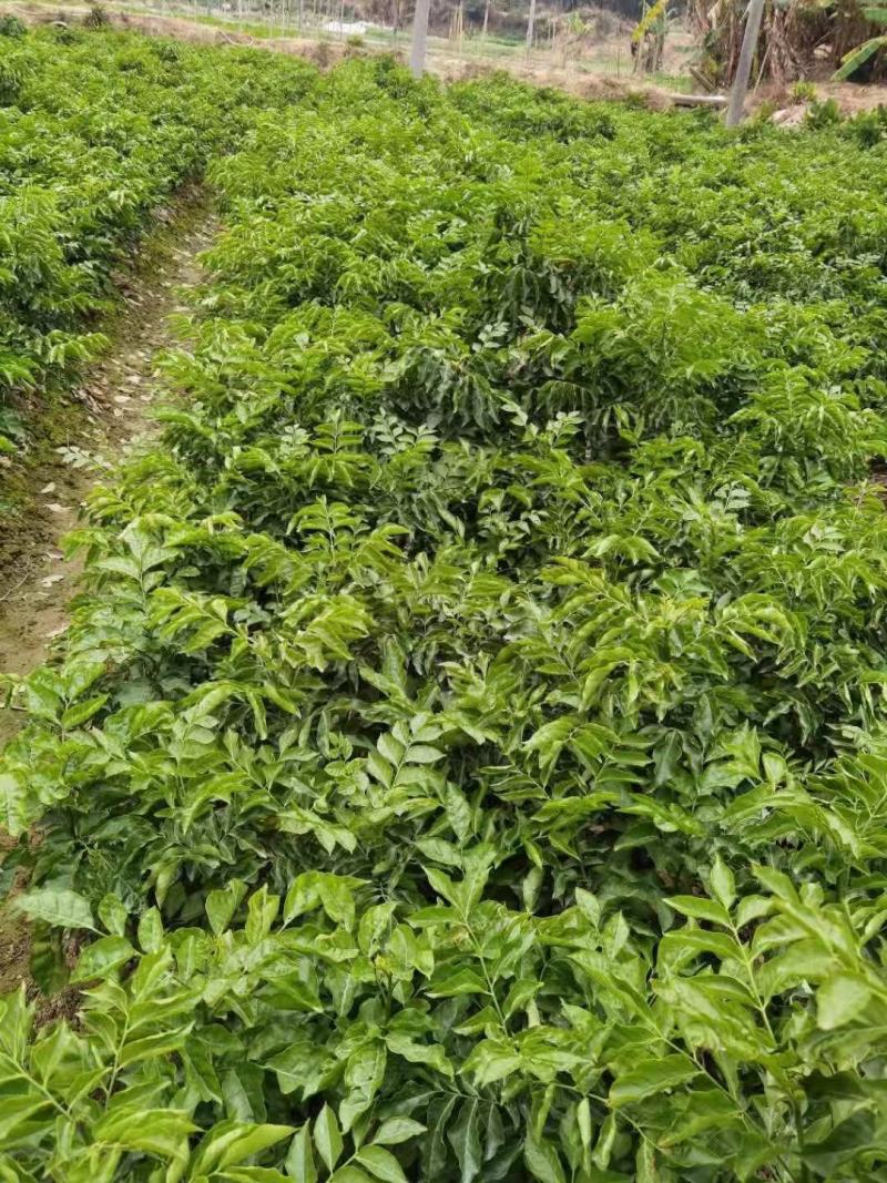 …自家种植黄皮嫁接果苗，小袋，中袋，裸根，实生苗