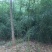淡竹宿根类多年生绿化苗木基地直发