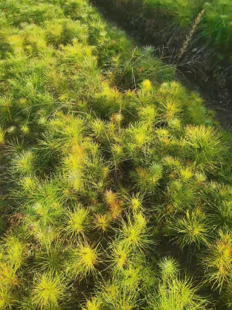 大量供应马尾松小苗，湿地松杯一年生小苗，价格优，欢迎选购