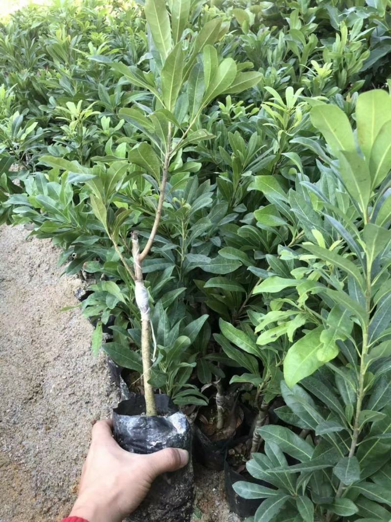 杨梅苗东魁杨梅，嫁接苗！晚熟品种。