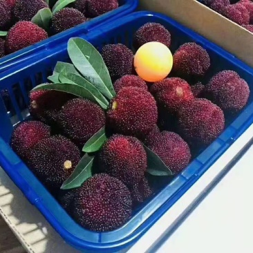 杨梅苗东魁杨梅，嫁接苗！晚熟品种。