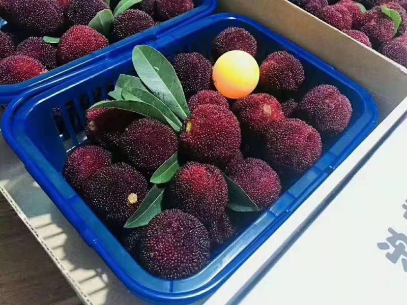 杨梅苗东魁杨梅，嫁接苗！晚熟品种。
