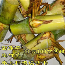 春季甜象草节皇竹草种节绿色有机养殖饲料原料多年生青料