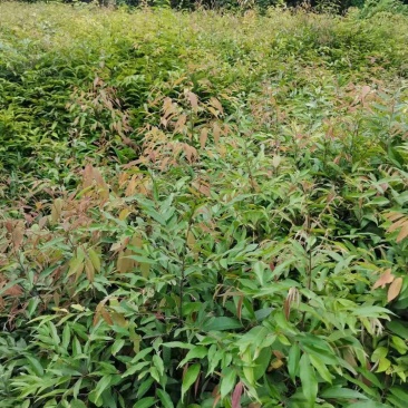 红椎米椎，绿化苗木规格齐全诚信经营量大从优