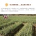 中药材浙贝母贝母片贝母粉特级无硫新货大贝母非川贝