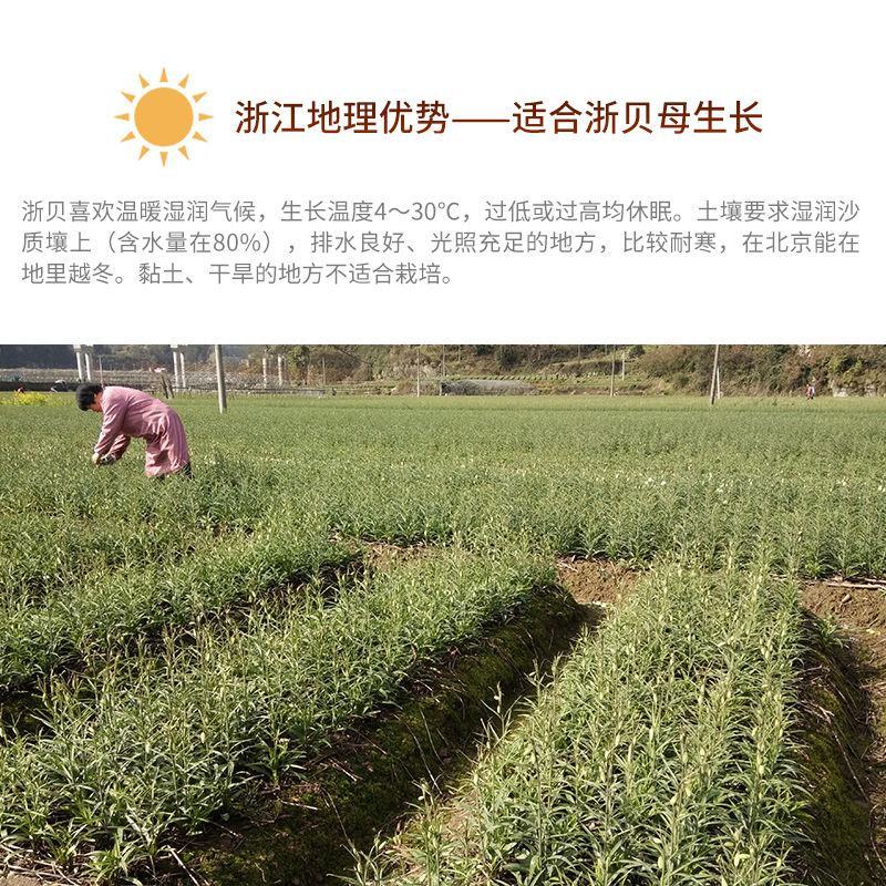 中药材浙贝母贝母片贝母粉特级无硫新货大贝母非川贝