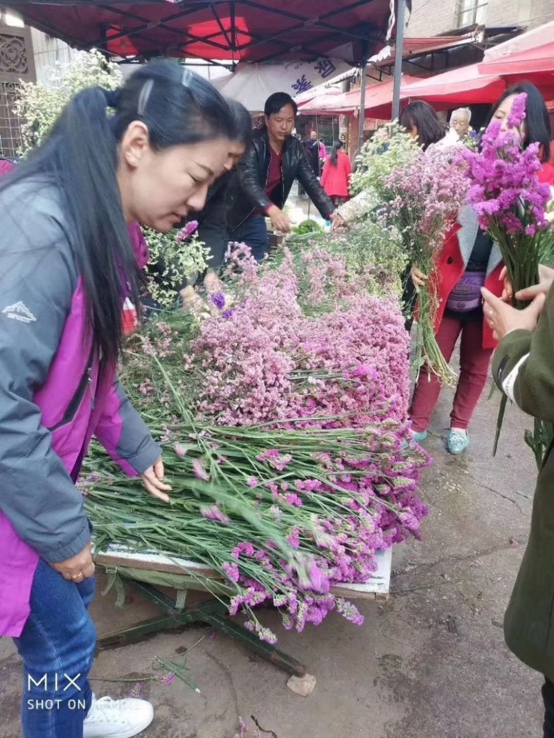 云南干鲜花情人草勿我水晶草大量到货