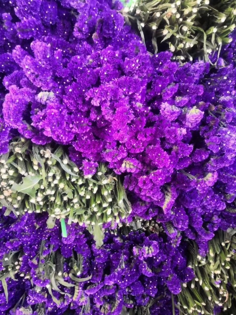 云南干鲜花情人草勿我水晶草大量到货