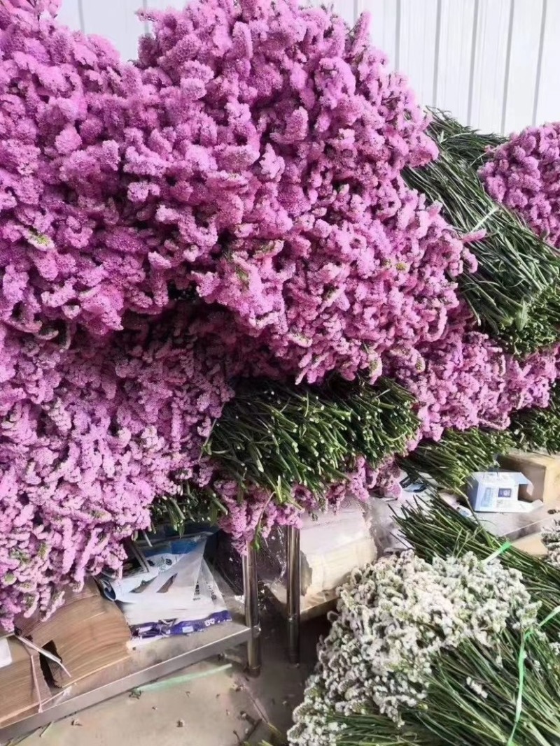 云南干鲜花情人草勿我水晶草大量到货