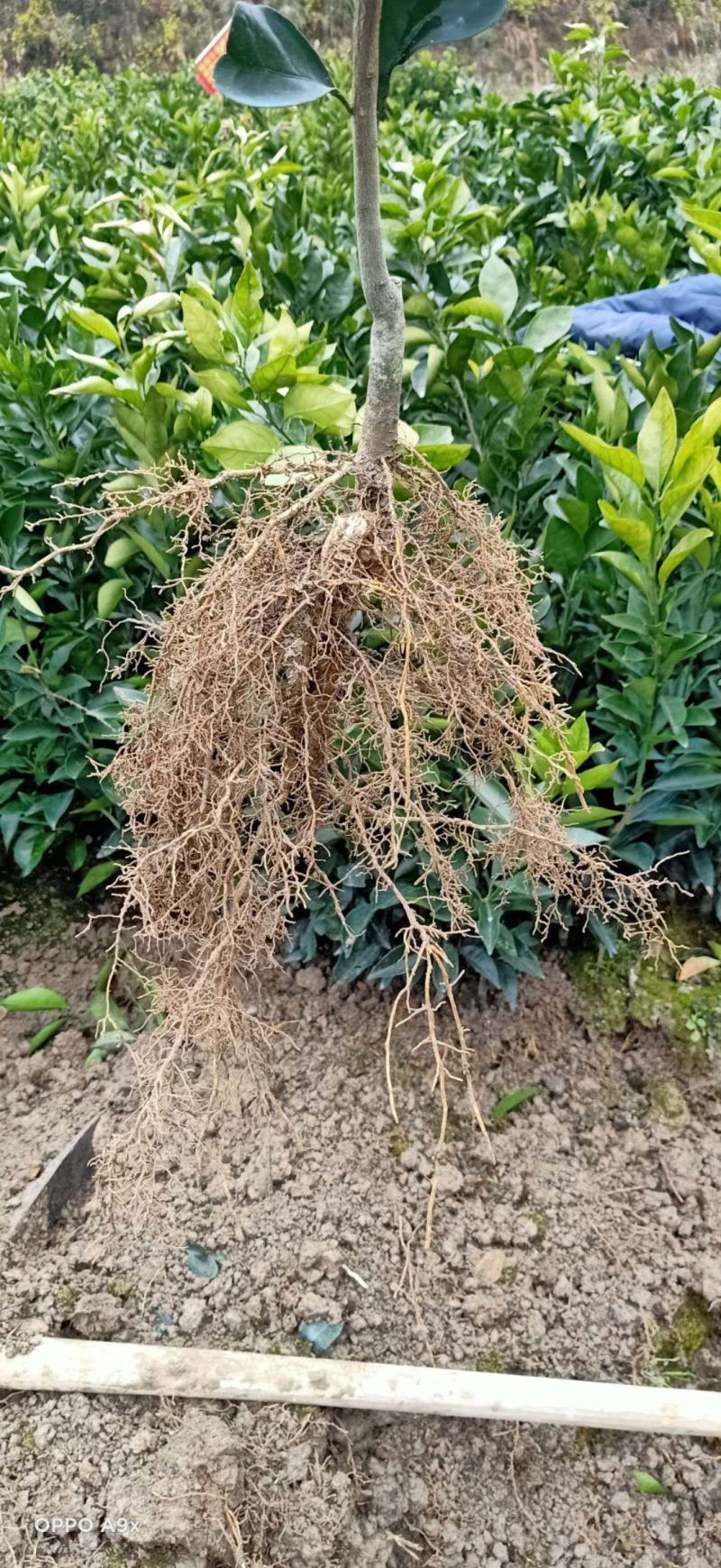 纽荷尔脐橙苗，，，，，，
