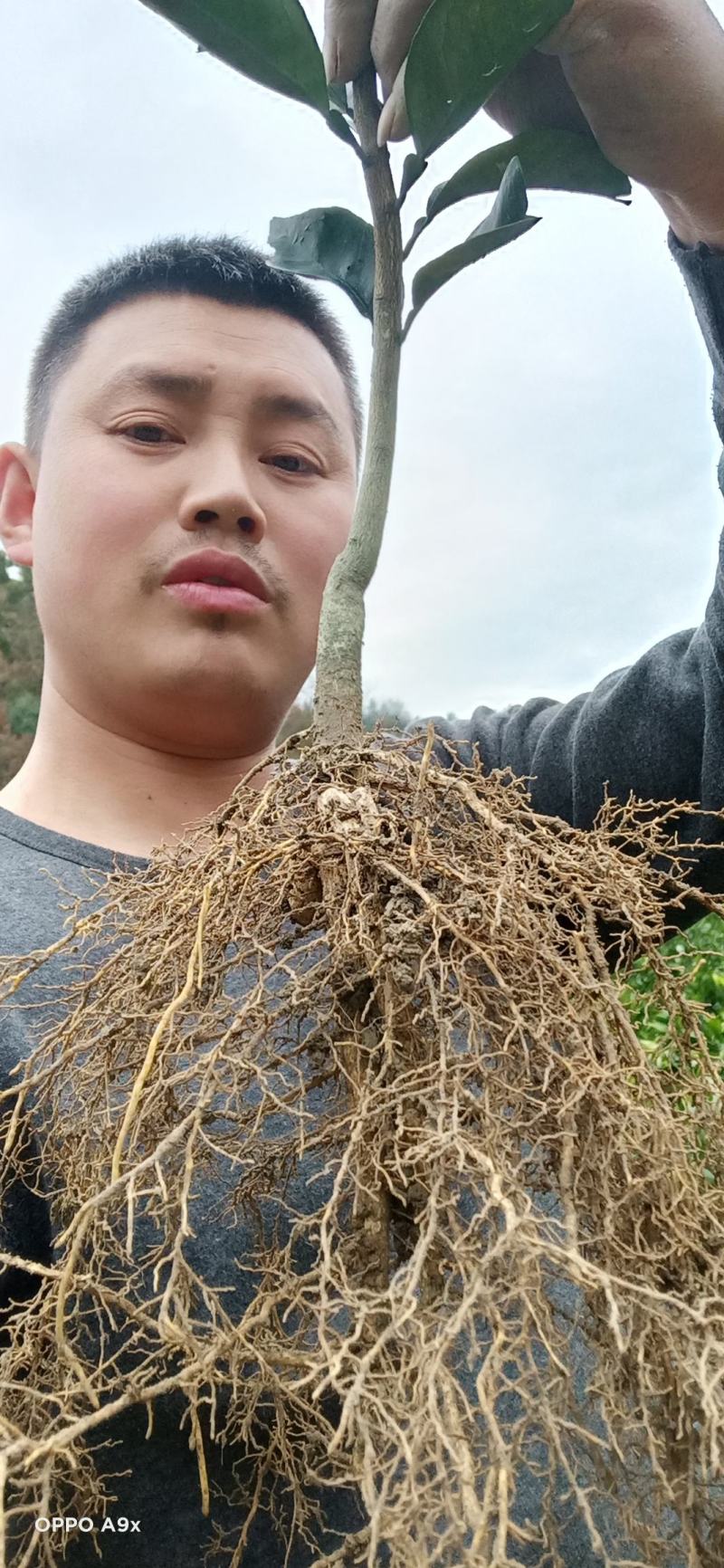 纽荷尔脐橙苗，，，，，，