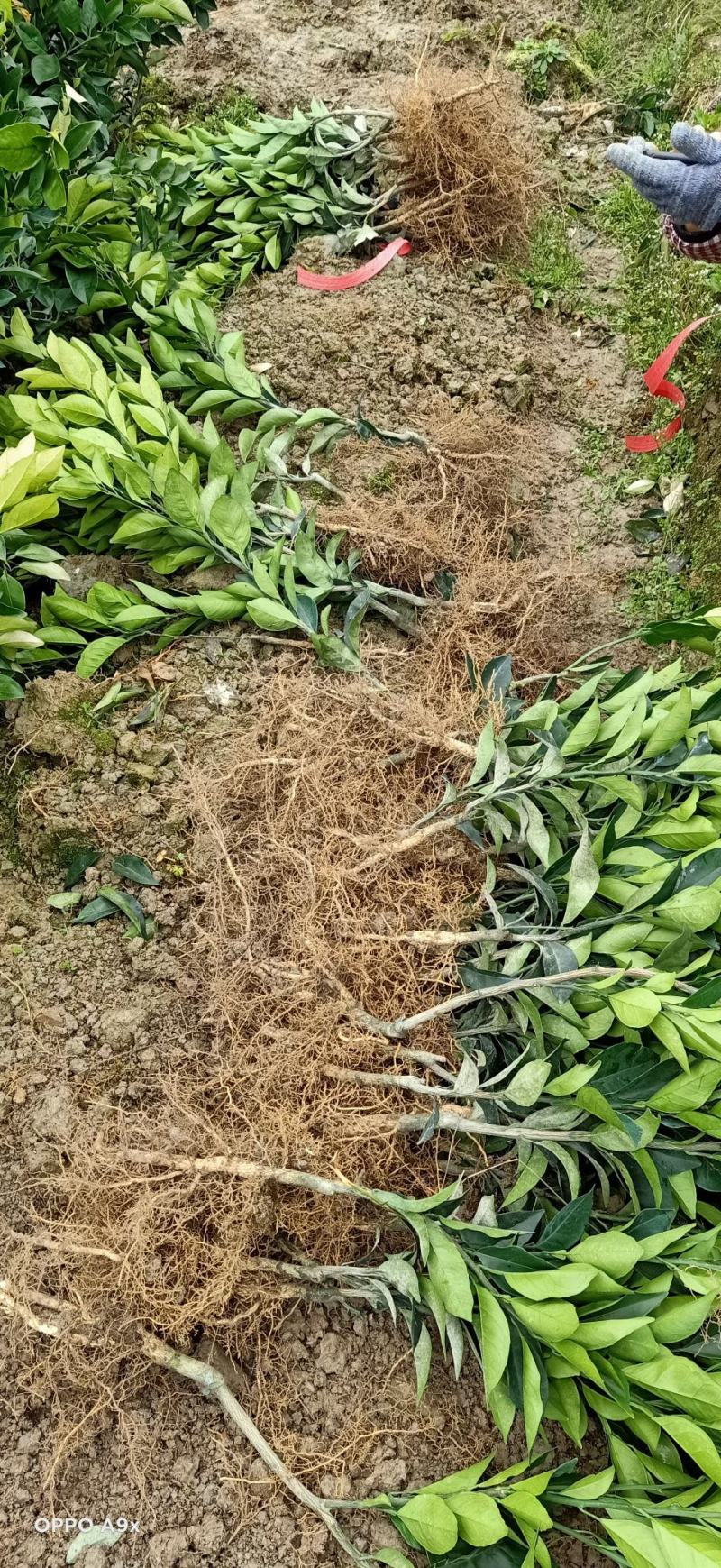 纽荷尔脐橙苗，，，，，，