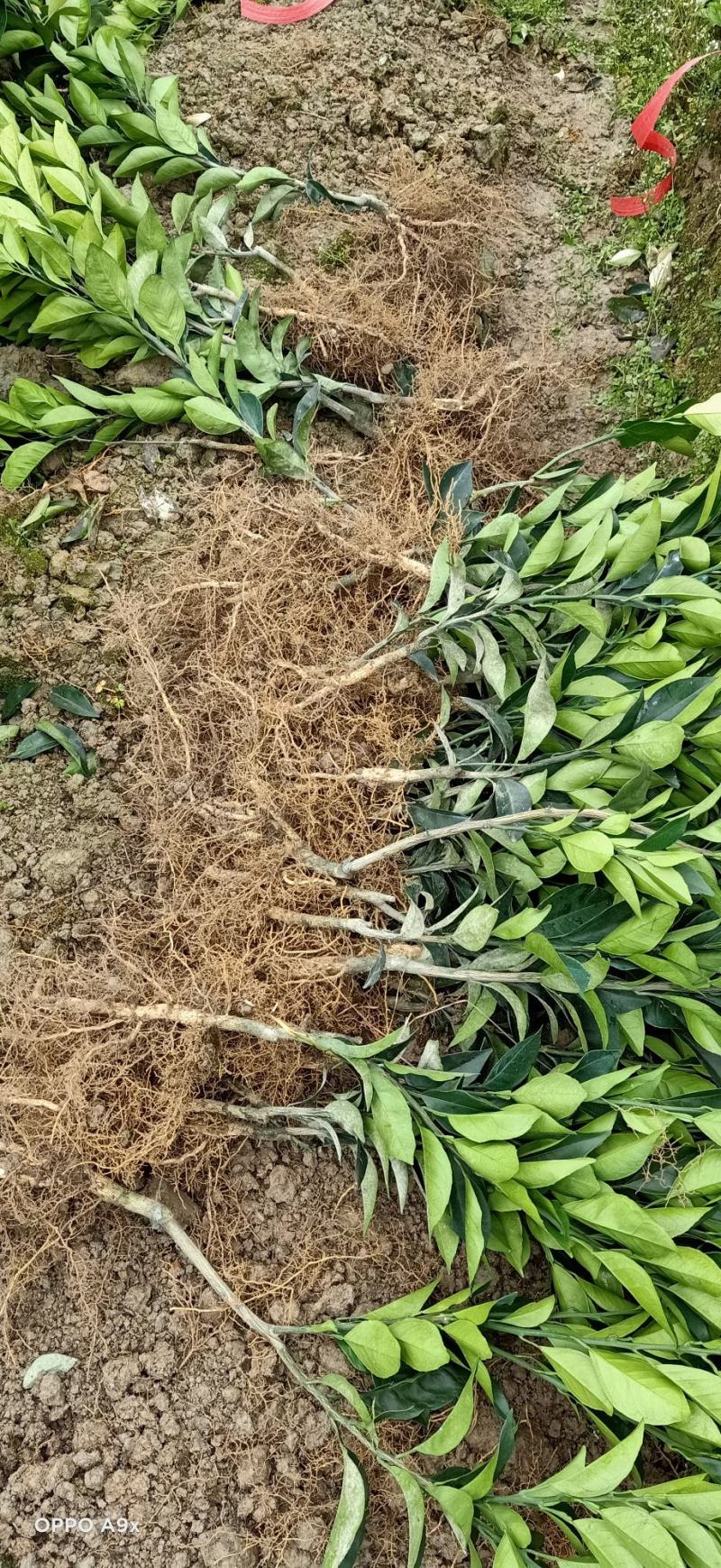 纽荷尔脐橙苗，，，，，，