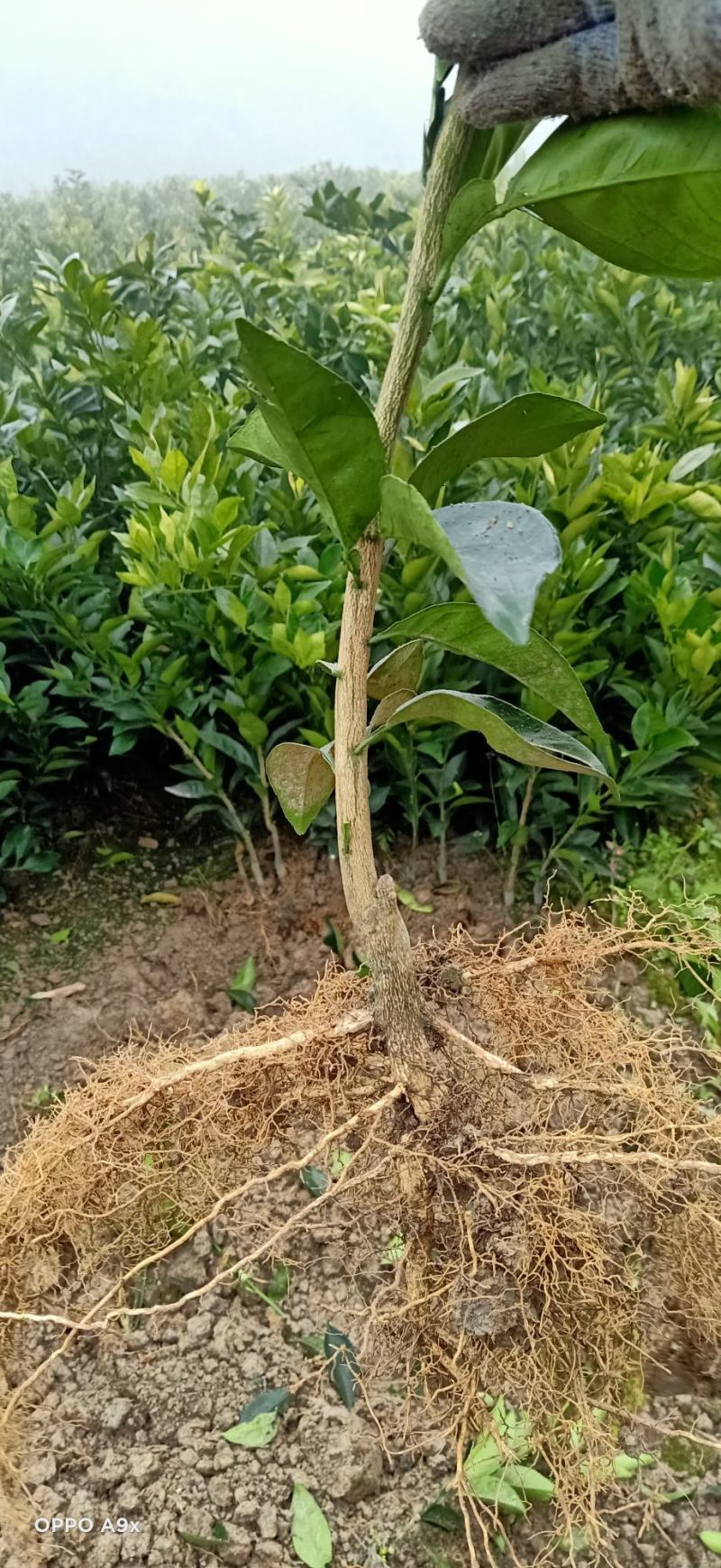 纽荷尔脐橙苗，，，，，，