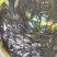 中科5号鲫鱼苗，鲫鱼苗、鲫鱼水花、基地直供、大量现货批发