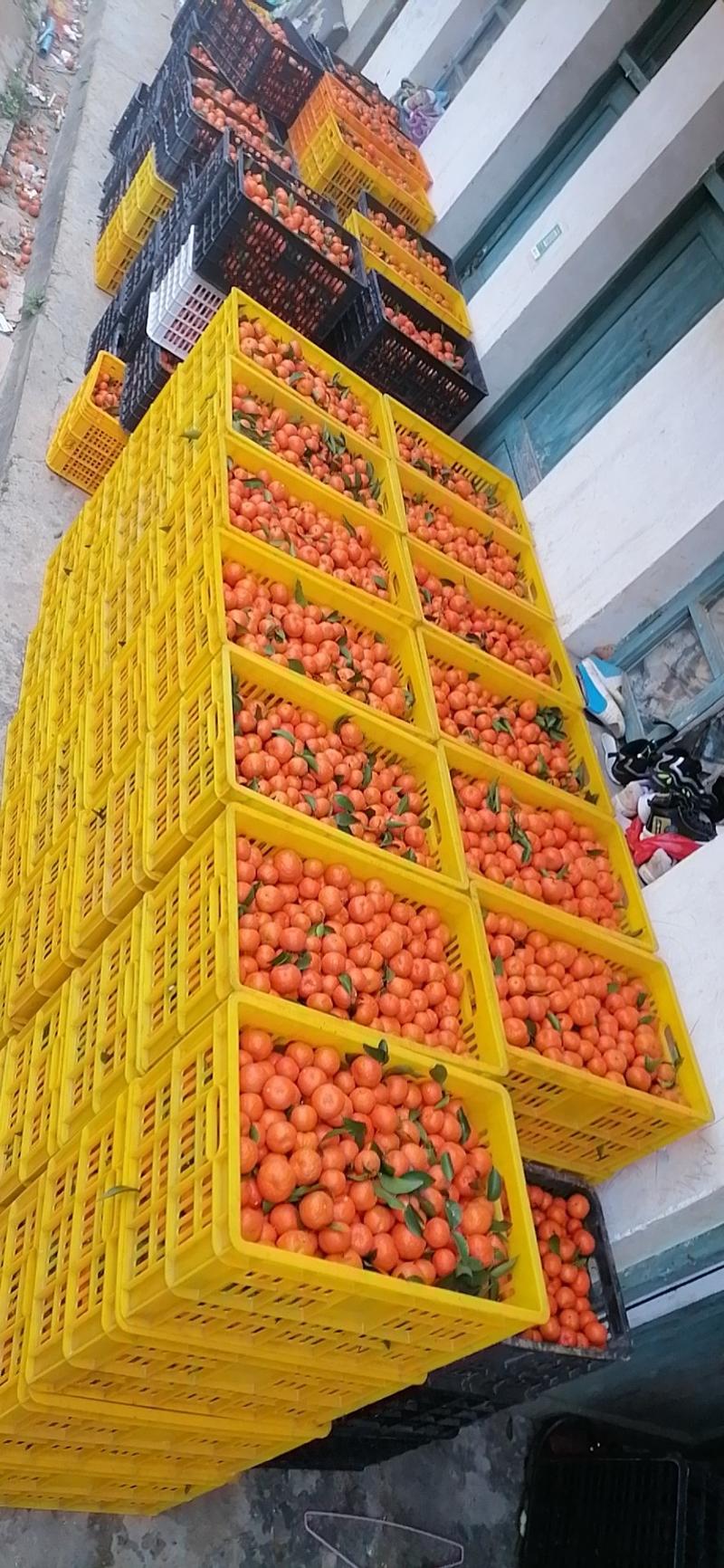 水果从江县油库沙糖桔