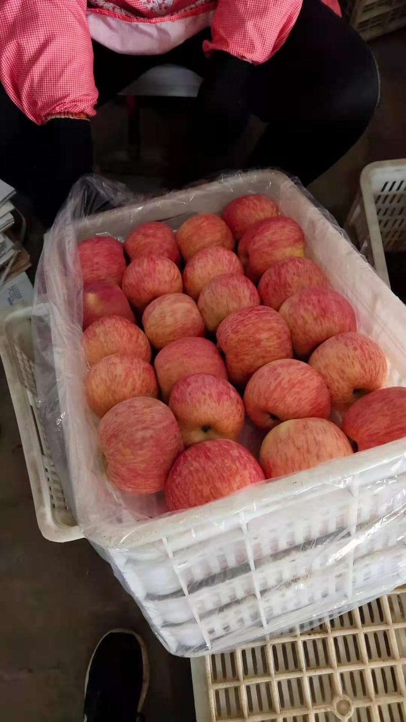 【精品红富士苹果】产地直销【山区苹果】市场批发，商超电商