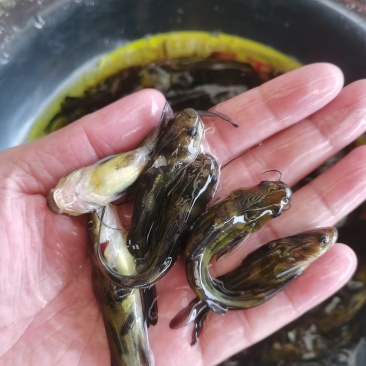 黄骨鱼苗，黄桑鱼苗、基地直供、一手货源、大量现货批发