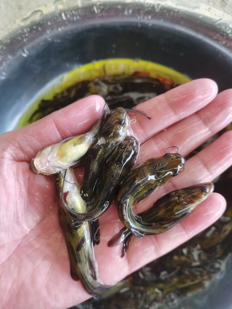 黄骨鱼苗，黄桑鱼苗、基地直供、一手货源、大量现货批发