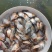 红鲳鱼苗、白鲳鱼苗，鲳鱼苗、基地直供、大量现货批发中