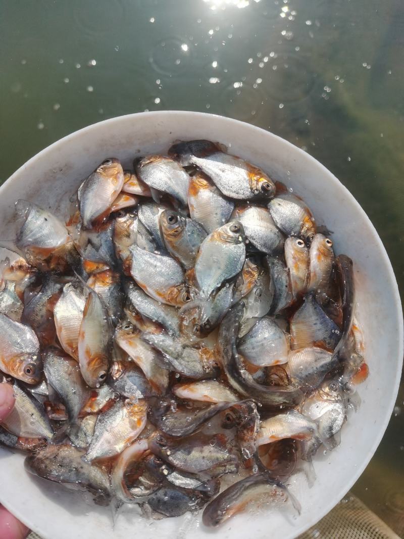 红鲳鱼苗、白鲳鱼苗，鲳鱼苗、基地直供、大量现货批发中
