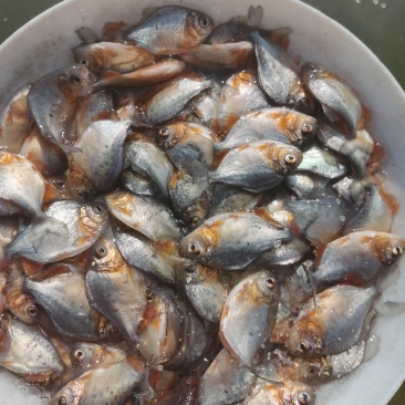 红鲳鱼苗、白鲳鱼苗，鲳鱼苗、基地直供、大量现货批发中