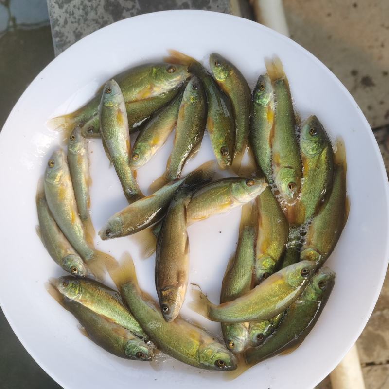 丁桂鱼苗，优质品种，抗病能力强