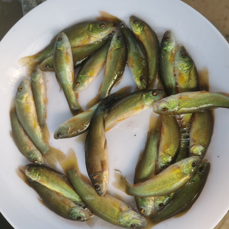 丁桂鱼苗，优质品种，抗病能力强