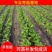 草莓苗奶油草莓苗白雪公主草莓四季草莓苗