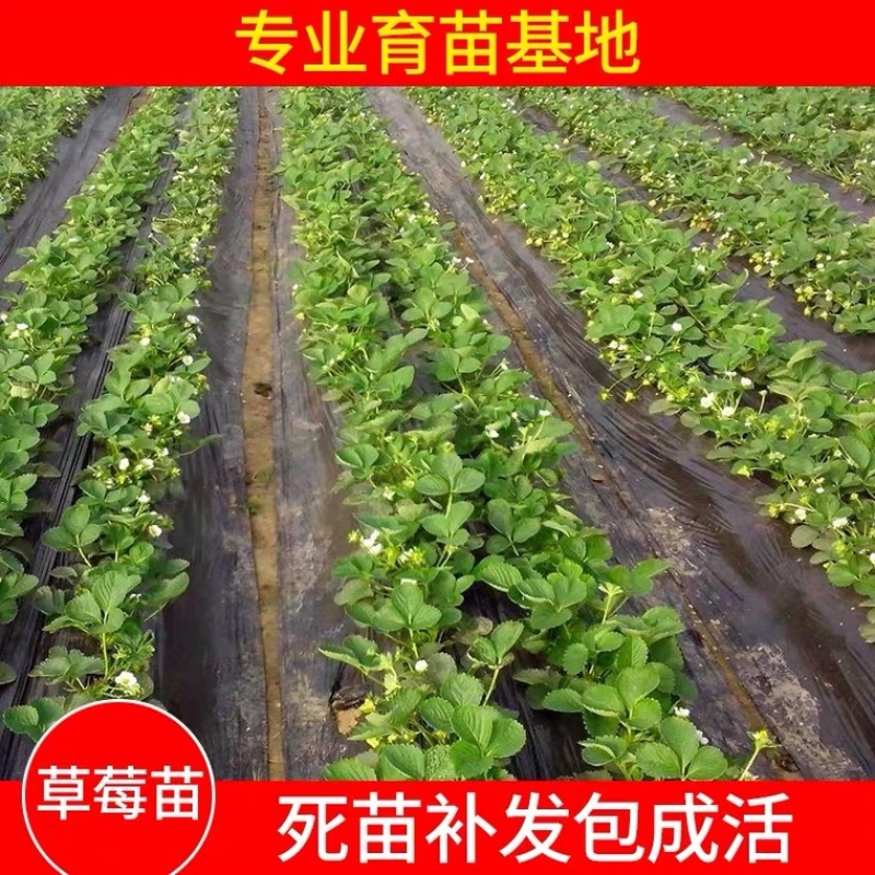 草莓苗奶油草莓苗白雪公主草莓四季草莓苗