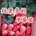草莓苗奶油草莓苗白雪公主草莓四季草莓苗